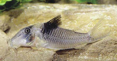 Corydoras sp. C29